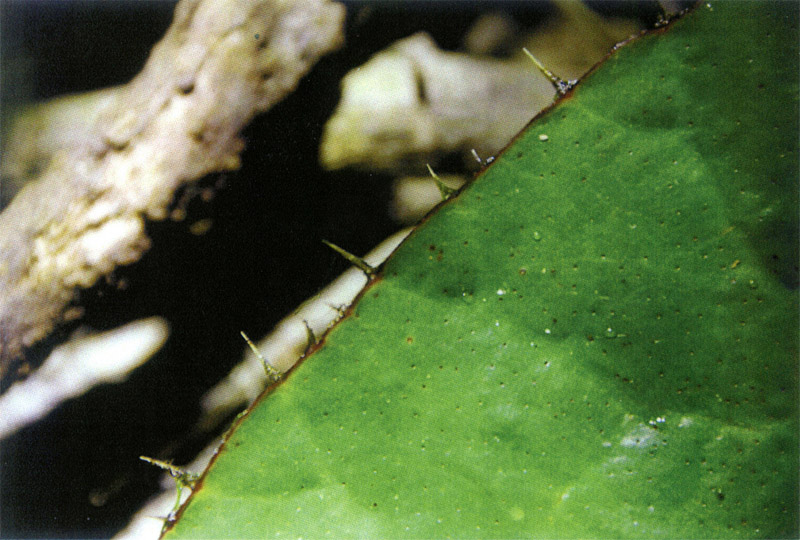 Leaf Margin Small